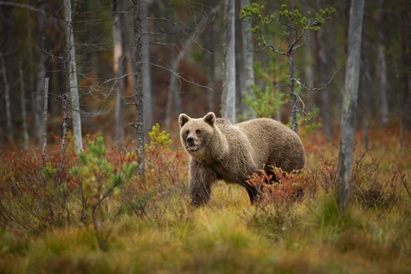 Ursus Arctos Bruine Beer Het Grootste Roofdier Europa Hij Woont — Stockfoto