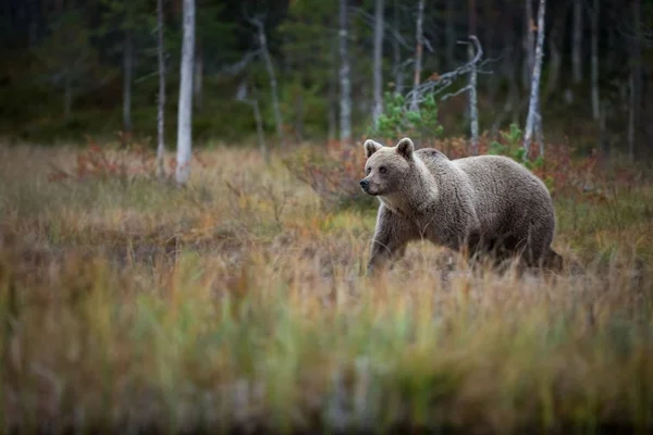 Ursus Arctos Medvěd Hnědý Největší Dravec Evropě Žije Evropě Asii — Stock fotografie