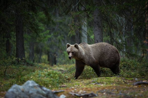 Ursus arctos. The brown bear is the largest predator in Europe. He lives in Europe, Asia and North America. Wildlife of Finland. Photographed in Finland-Karelia. Beautiful picture. From the life of the bears. Autumn nature of Finland.