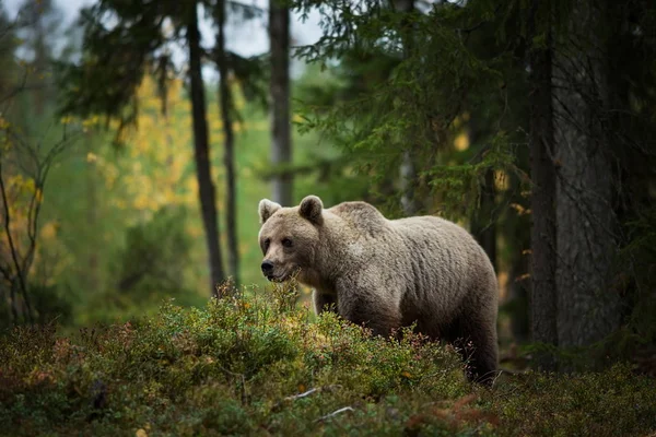 Ursus Arctos Urso Pardo Maior Predador Europa Vive Europa Ásia — Fotografia de Stock