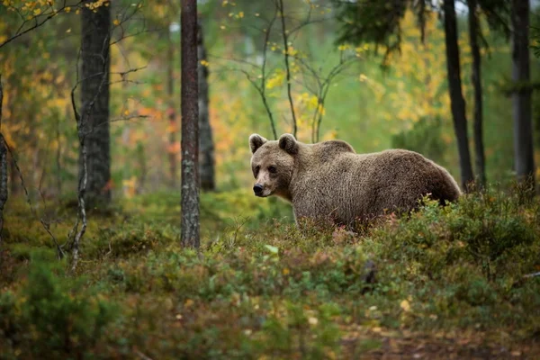 Ursus Arctos Orso Bruno Più Grande Predatore Europa Vive Europa — Foto Stock