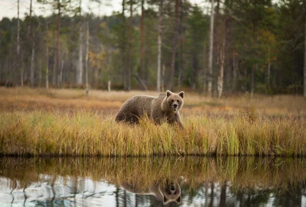 Ursus Arctos Бурый Медведь Является Крупнейшим Хищником Европе Живет Европе — стоковое фото