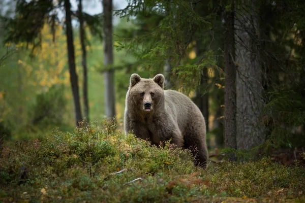 Ursus Arctos Бурый Медведь Является Крупнейшим Хищником Европе Живет Европе — стоковое фото