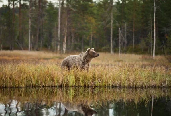 Ursus Arctos Бурый Медведь Является Крупнейшим Хищником Европе Живет Европе — стоковое фото