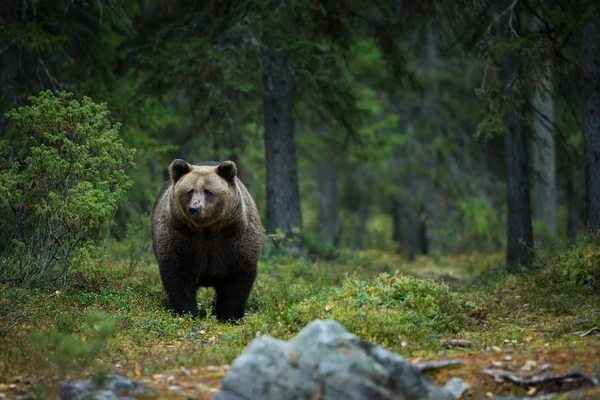 Ursus Arctos Orso Bruno Più Grande Predatore Europa Vive Europa — Foto Stock