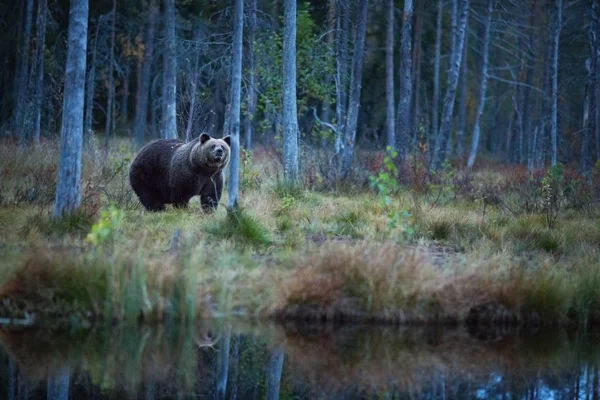 Ursus Arctos Brown Bear Largest Predator Europe Lives Europe Asia — Stock Photo, Image