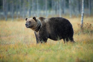 Ursus arctos. Boz ayı Avrupa'nın en büyük yırtıcı hayvan o. Avrupa, Asya ve Kuzey Amerika'da yaşıyor. Finlandiya'nın yaban hayatı. Finlandiya-Karelya içinde fotoğraflandı. Güzel resim. Ayılar hayattan. Finlandiya'nın sonbahar doğa.