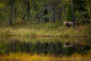 Ursus arctos. Boz ayı Avrupa'nın en büyük yırtıcı hayvan o. Avrupa, Asya ve Kuzey Amerika'da yaşıyor. Finlandiya'nın yaban hayatı. Finlandiya-Karelya içinde fotoğraflandı. Güzel resim. Ayılar hayattan. Finlandiya'nın sonbahar doğa.