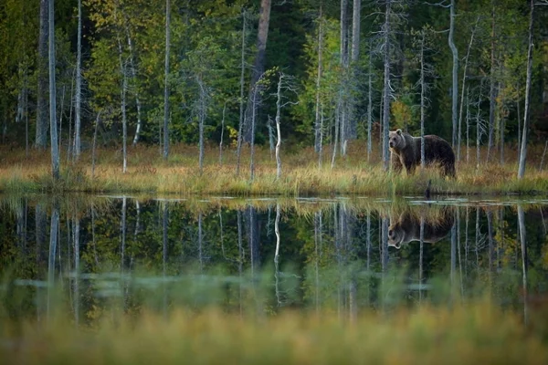 Ursus Arctos ヒグマはヨーロッパで最大の捕食者です 彼はヨーロッパ アジア 北アメリカに住んでいます フィンランドの野生動物 フィンランド カレリアで撮影 美しい絵 — ストック写真