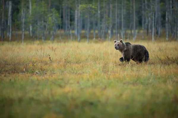 Arctos棕熊是欧洲最大的食肉动物 他住在欧洲 亚洲和北美洲 芬兰的野生动物 在芬兰拍摄 美丽的图画 从熊的生命 芬兰的秋天自然 — 图库照片