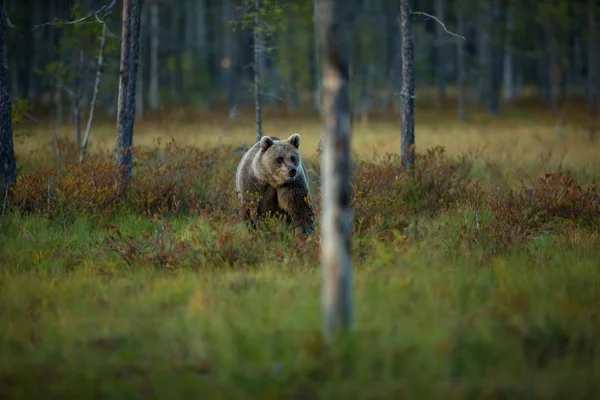 Урсус Arctos Бурий Ведмідь Найбільшим Хижаком Європі Він Живе Європі — стокове фото