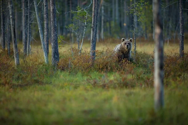 Ursus Arctos ヒグマはヨーロッパで最大の捕食者です 彼はヨーロッパ アジア 北アメリカに住んでいます フィンランドの野生動物 フィンランド カレリアで撮影 美しい絵 — ストック写真