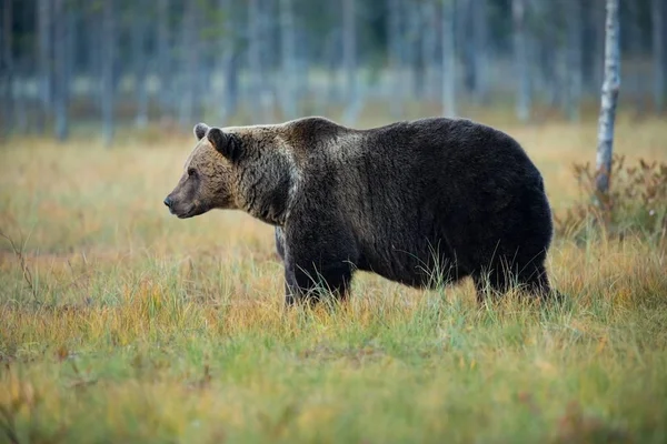 Ursus Arctos Barna Medve Legnagyobb Ragadozó Európában Európában Ázsiában Észak — Stock Fotó