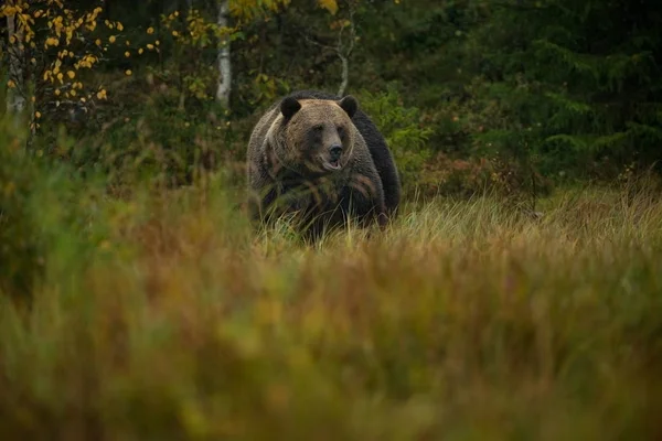 Arctos棕熊是欧洲最大的食肉动物 他住在欧洲 亚洲和北美洲 芬兰的野生动物 在芬兰拍摄 美丽的图画 从熊的生命 芬兰的秋天自然 — 图库照片