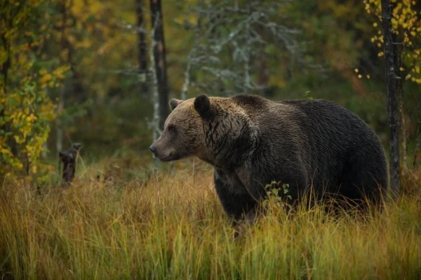 Ursus Arctos Medvěd Hnědý Největší Dravec Evropě Žije Evropě Asii — Stock fotografie