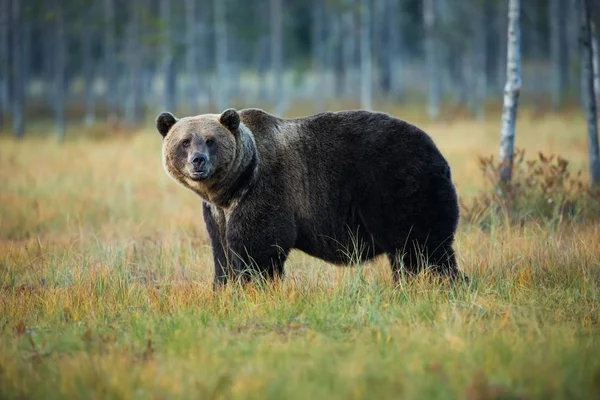 Ursus Arctos Niedźwiedź Brunatny Jest Największym Drapieżnikiem Europie Mieszka Europie — Zdjęcie stockowe