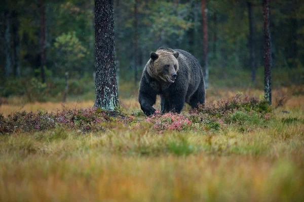 Ursus Arctos Бурый Медведь Является Крупнейшим Хищником Европе Живет Европе — стоковое фото