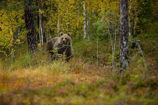 Ursus Arctos Brown Bear Largest Predator Europe Lives Europe Asia — Stock Photo, Image
