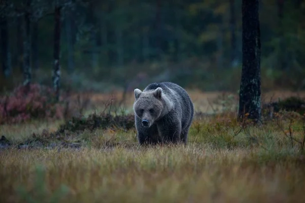 Ursus Arctos Бурый Медведь Является Крупнейшим Хищником Европе Живет Европе — стоковое фото