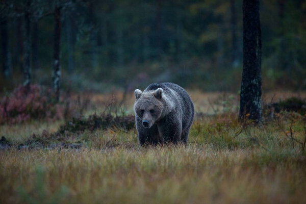 Ursus arctos. The brown bear is the largest predator in Europe. He lives in Europe, Asia and North America. Wildlife of Finland. Photographed in Finland-Karelia. Beautiful picture. From the life of the bears. Autumn nature of Finland.