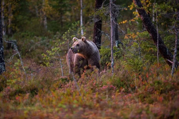 Ursus Arctos Urso Pardo Maior Predador Europa Vive Europa Ásia — Fotografia de Stock