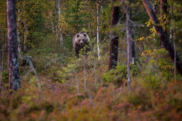 Ursus Arctos Бурый Медведь Является Крупнейшим Хищником Европе Живет Европе — стоковое фото