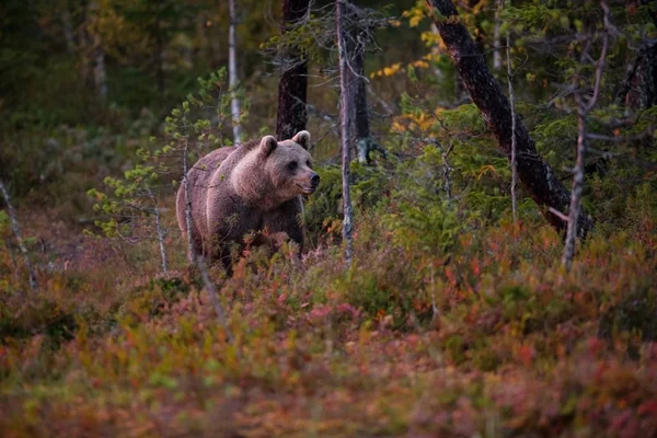 Ursus Arctos Urso Pardo Maior Predador Europa Vive Europa Ásia — Fotografia de Stock