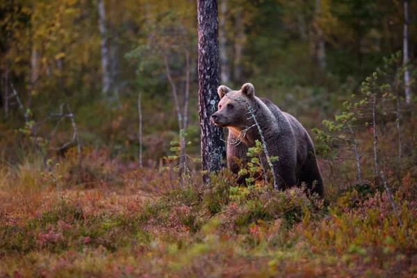 Ursus Arctos Urso Pardo Maior Predador Europa Vive Europa Ásia — Fotografia de Stock