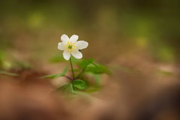 Anemone Nemorosa Európában Kelet Ázsiában Észak Amerikában Kaliforniában Alaszkában Fényképezett — Stock Fotó