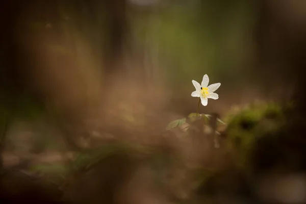 Anemon Çiçeği Nemorosa Avrupa Doğu Asya Büyür Kuzey Amerika Kaliforniya — Stok fotoğraf