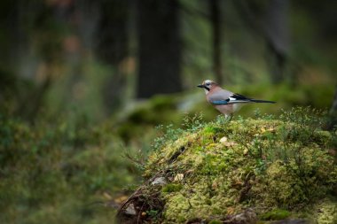 Garrulus glandarius. Avrupa çapında genişletti. Finlandiya'da fotoğraflandı. Finlandiya'nın yaban hayatı. Güzel resim. Kuş. Ücretsiz doğa. Kuş hayattan. Karelya.