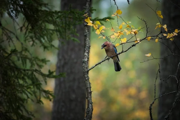 Garrulus Glandarius Expandiert Ganz Europa Fotografiert Finnland Wildtiere Finnlands Schönes — Stockfoto