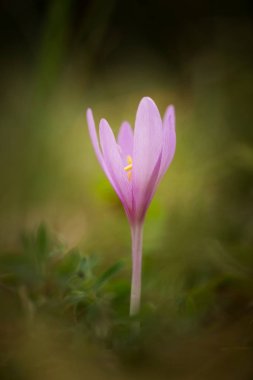 Colchicum autumnale. Orta, Güney ve Batı Avrupa'da yaygındır. Ayrıca bir süs bitkisi olarak yetiştirilir. Sonbahar doğa. Vahşi doğa.