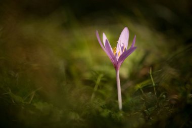 Colchicum autumnale. Orta, Güney ve Batı Avrupa'da yaygındır. Ayrıca bir süs bitkisi olarak yetiştirilir. Sonbahar doğa. Vahşi doğa.