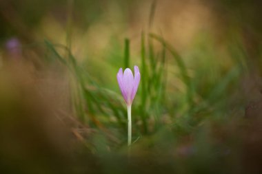 Colchicum autumnale. Orta, Güney ve Batı Avrupa'da yaygındır. Ayrıca bir süs bitkisi olarak yetiştirilir. Sonbahar doğa. Vahşi doğa.