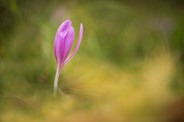 Colchicum autumnale. Orta, Güney ve Batı Avrupa'da yaygındır. Ayrıca bir süs bitkisi olarak yetiştirilir. Sonbahar doğa. Vahşi doğa.