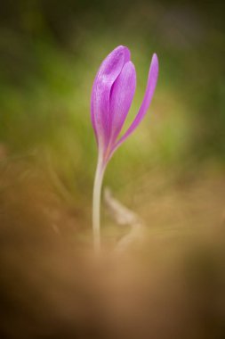 Colchicum autumnale. Orta, Güney ve Batı Avrupa'da yaygındır. Ayrıca bir süs bitkisi olarak yetiştirilir. Sonbahar doğa. Vahşi doğa.
