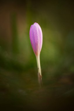 Colchicum autumnale. Orta, Güney ve Batı Avrupa'da yaygındır. Ayrıca bir süs bitkisi olarak yetiştirilir. Sonbahar doğa. Vahşi doğa.