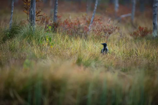 Corvus cornix. Mid-sized bird. Expanded throughout Europe. Photographed in Finland. Wild nature. Karelia. Beautiful picture. Bird. Autumn nature of Finland.