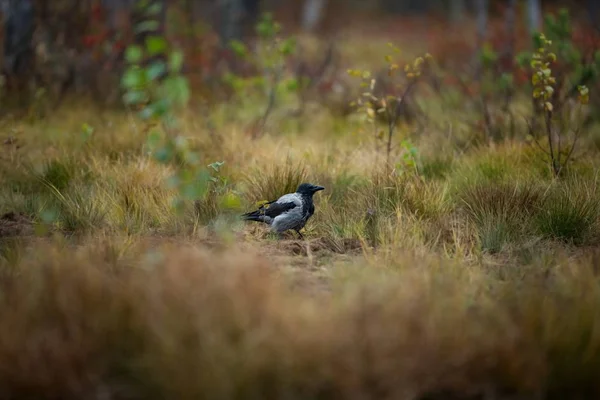 까마귀 Cornix입니다 크기의 새입니다 전역에 핀란드에서 자연입니다 카렐리야입니다 그림입니다 새입니다 — 스톡 사진