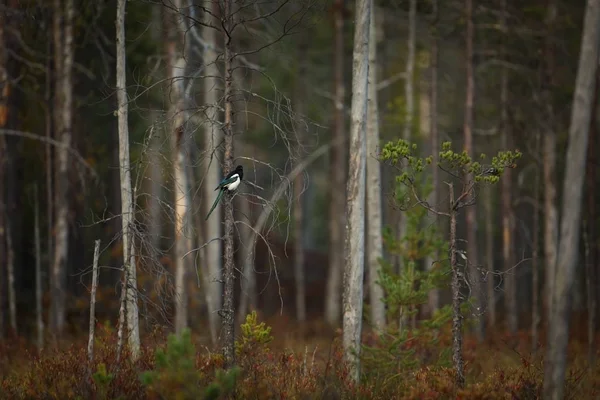 异食癖在欧亚大陆 北非和北美地区扩大 在芬兰拍照 芬兰的野生动物 秋天自然 美丽的图画 自由自然 — 图库照片