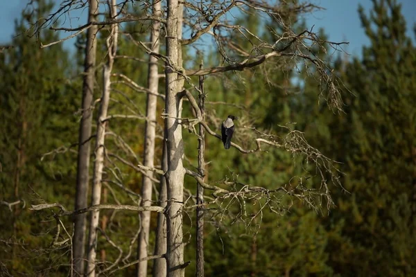 Corvus cornix. Mid-sized bird. Expanded throughout Europe. Photographed in Finland. Wild nature. Karelia. Beautiful picture. Bird. Autumn nature of Finland.