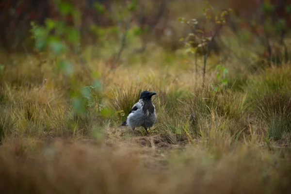 Corvus cornix. Mid-sized bird. Expanded throughout Europe. Photographed in Finland. Wild nature. Karelia. Beautiful picture. Bird. Autumn nature of Finland.