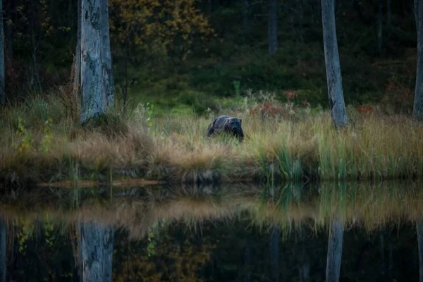 Gulo Gulo Wolverine Expanded Finland Russia Canada Wildlife Finland Beautiful — Stock Photo, Image