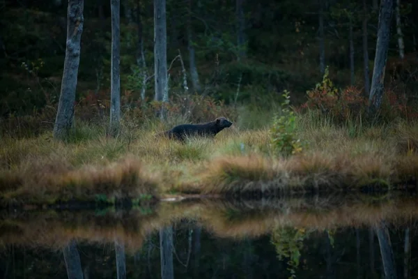 Gulo Gulo Wolverine Ampliado Finlandia Rusia Canadá Vida Silvestre Finlandia —  Fotos de Stock