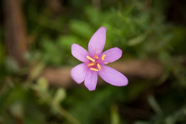 Colchicum Autumnale Elle Est Répandue Europe Centrale Méridionale Occidentale Également — Photo