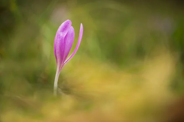 Colchicum Autumnale Orta Güney Batı Avrupa Yaygındır Ayrıca Bir Süs — Stok fotoğraf