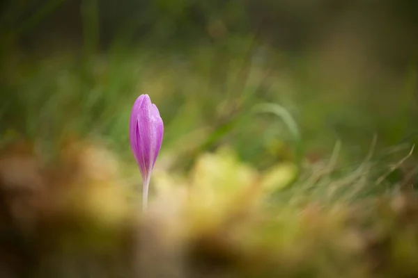 Colchicum Autumnale Orta Güney Batı Avrupa Yaygındır Ayrıca Bir Süs — Stok fotoğraf