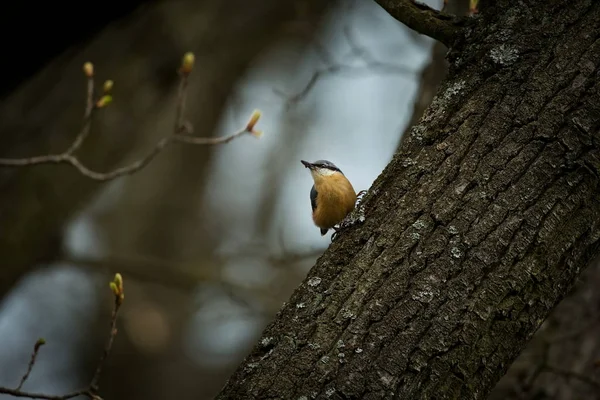 シッタ ユーロピア ヨーロッパ全土で展開 チェコ共和国の野生の自然 木の上の鳥 鳥の生活 自由な性質 — ストック写真