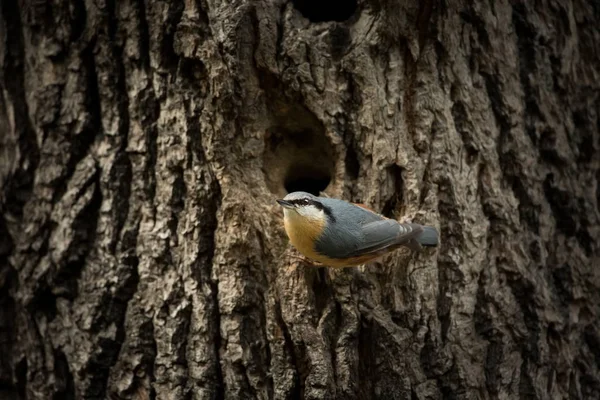 Sitta Europaea Élargi Dans Toute Europe Nature Sauvage République Tchèque — Photo